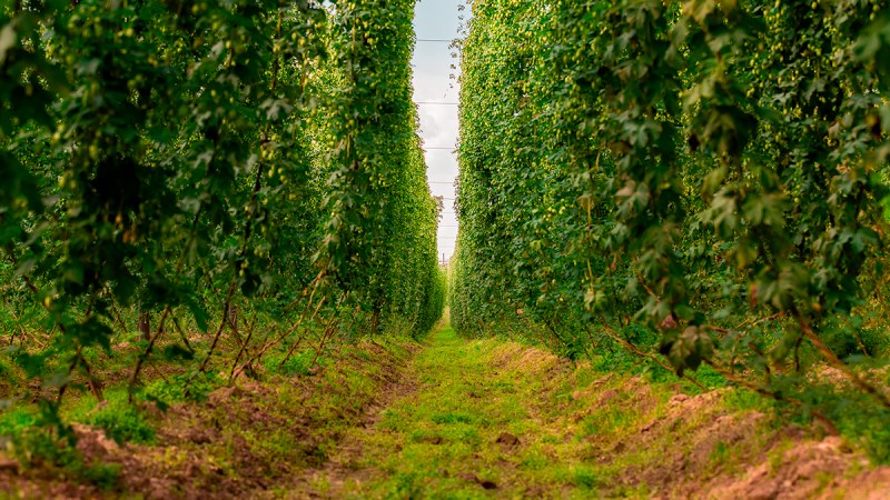 The Art of Hops – our plantation in the&nbsp;lens
